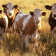 Illustration for article titled Scientists Bioengineer TB-Resistant Cattle By Injecting A Mouse Gene